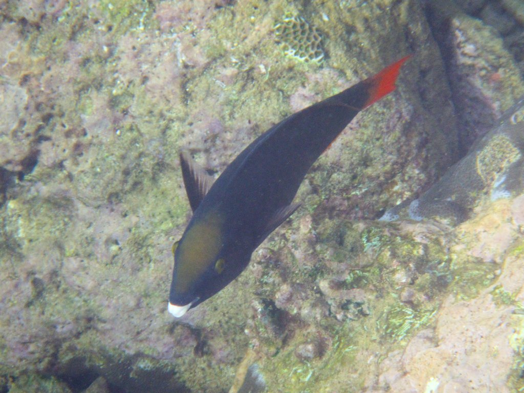 Tricolor Parrotfish