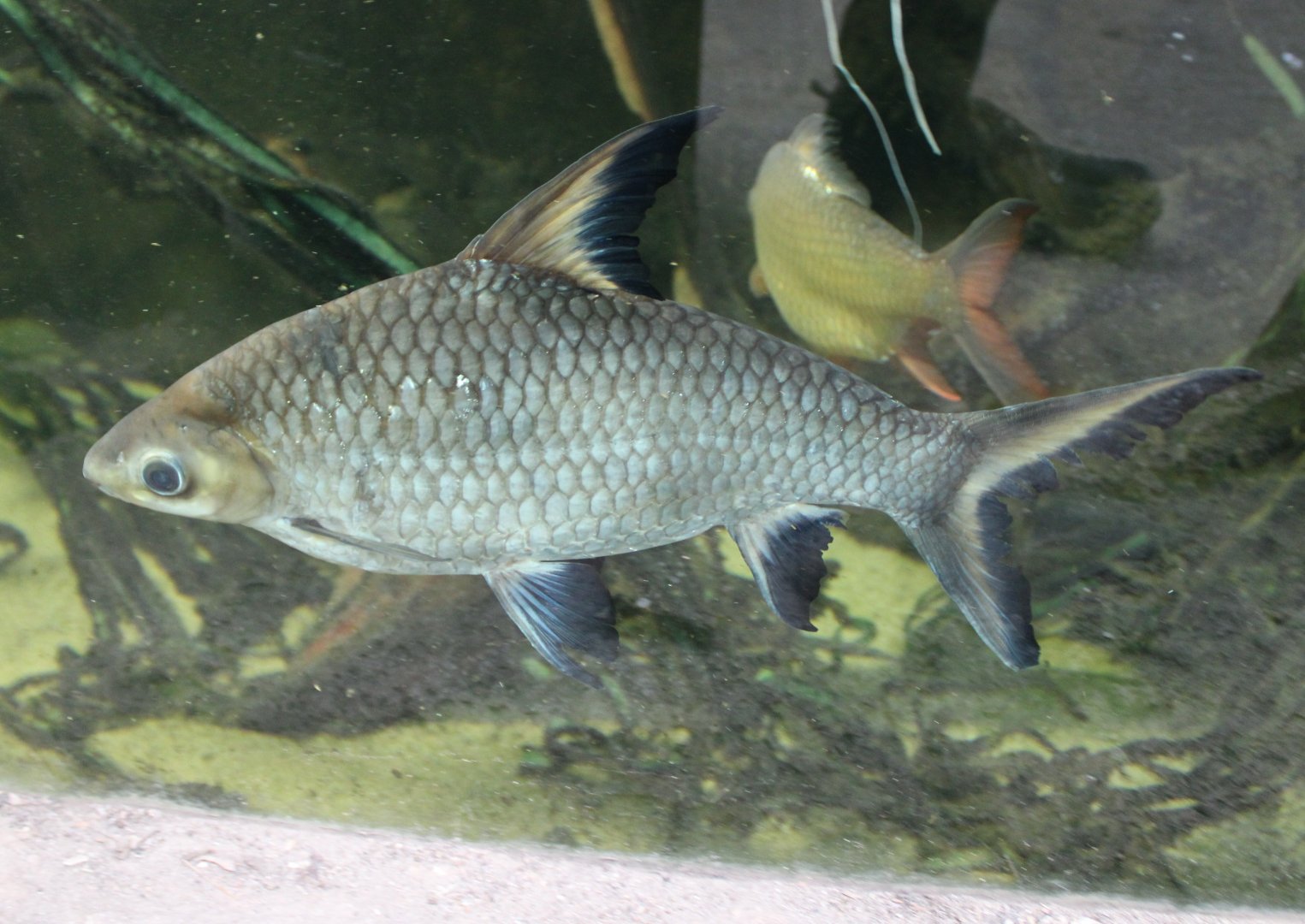 Tricolor shark-minnow