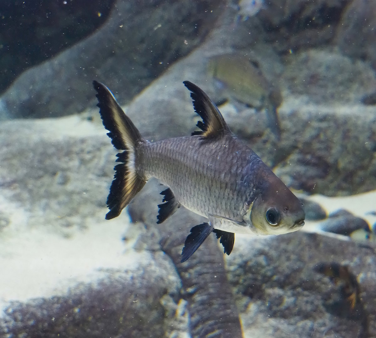 Tricolor sharkminnow (Balantiocheilos melanopterus), 2022-10-29