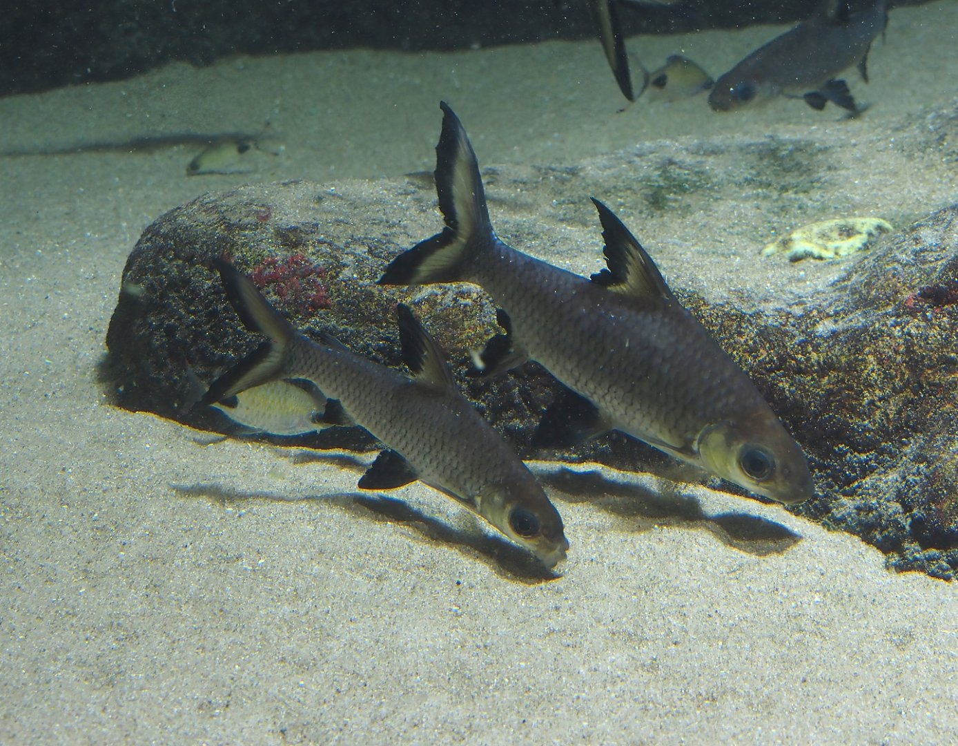 Tricolor sharkminnow (Balantiocheilos melanopterus), 2024-03-09