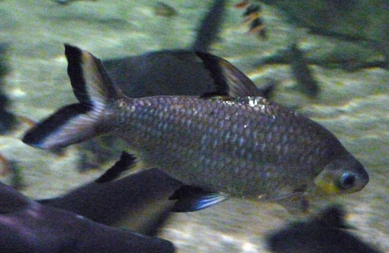 Tricolor sharkminnow (Balantiocheilus melanopterus)