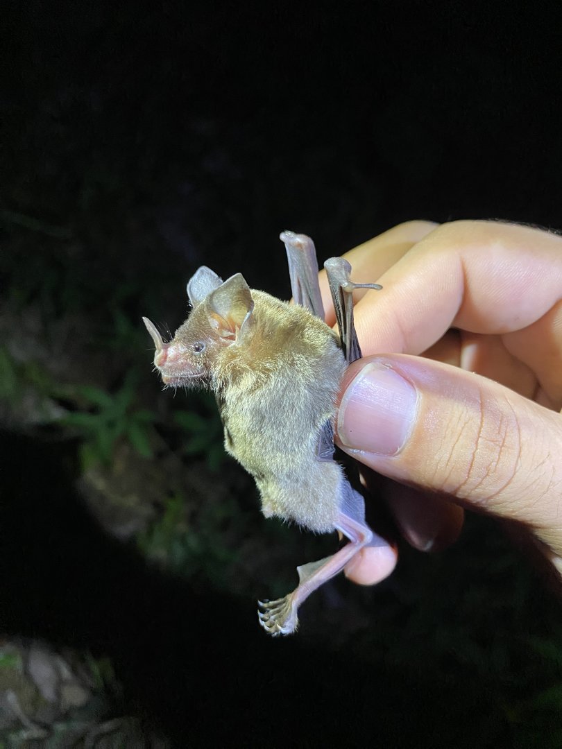 Tricolored Bat (Glyphonycteris sylvestris)