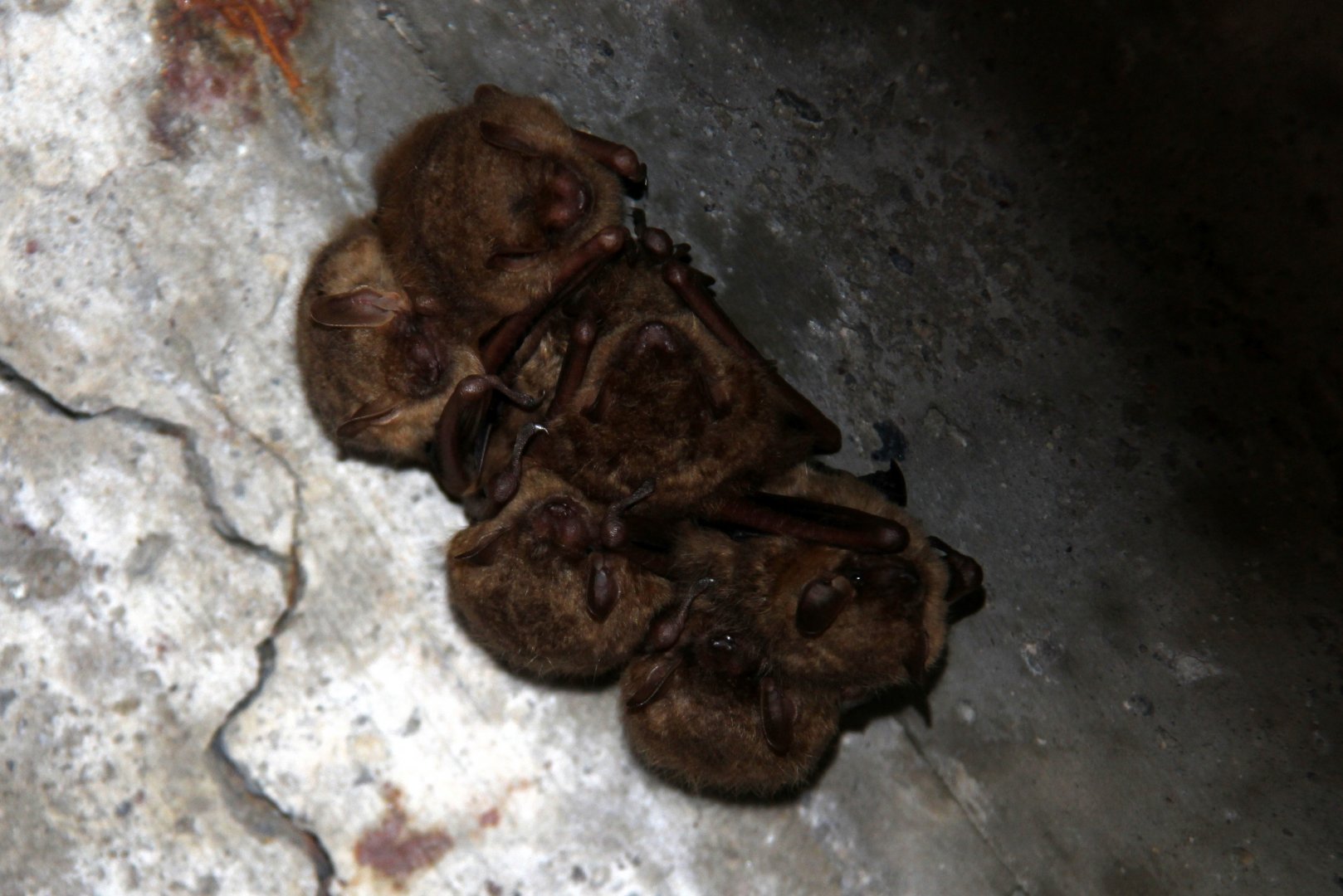 tricolored bat (Perimyotis subflavus) Formerly known as the eastern pipistrelle
