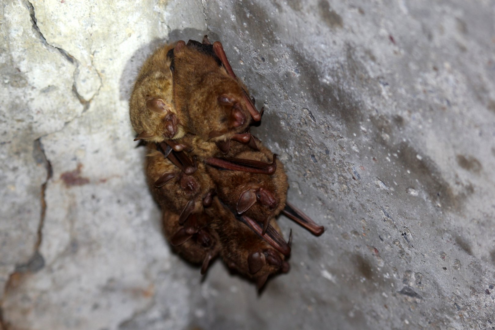 tricolored bat (Perimyotis subflavus) Formerly known as the eastern pipistrelle