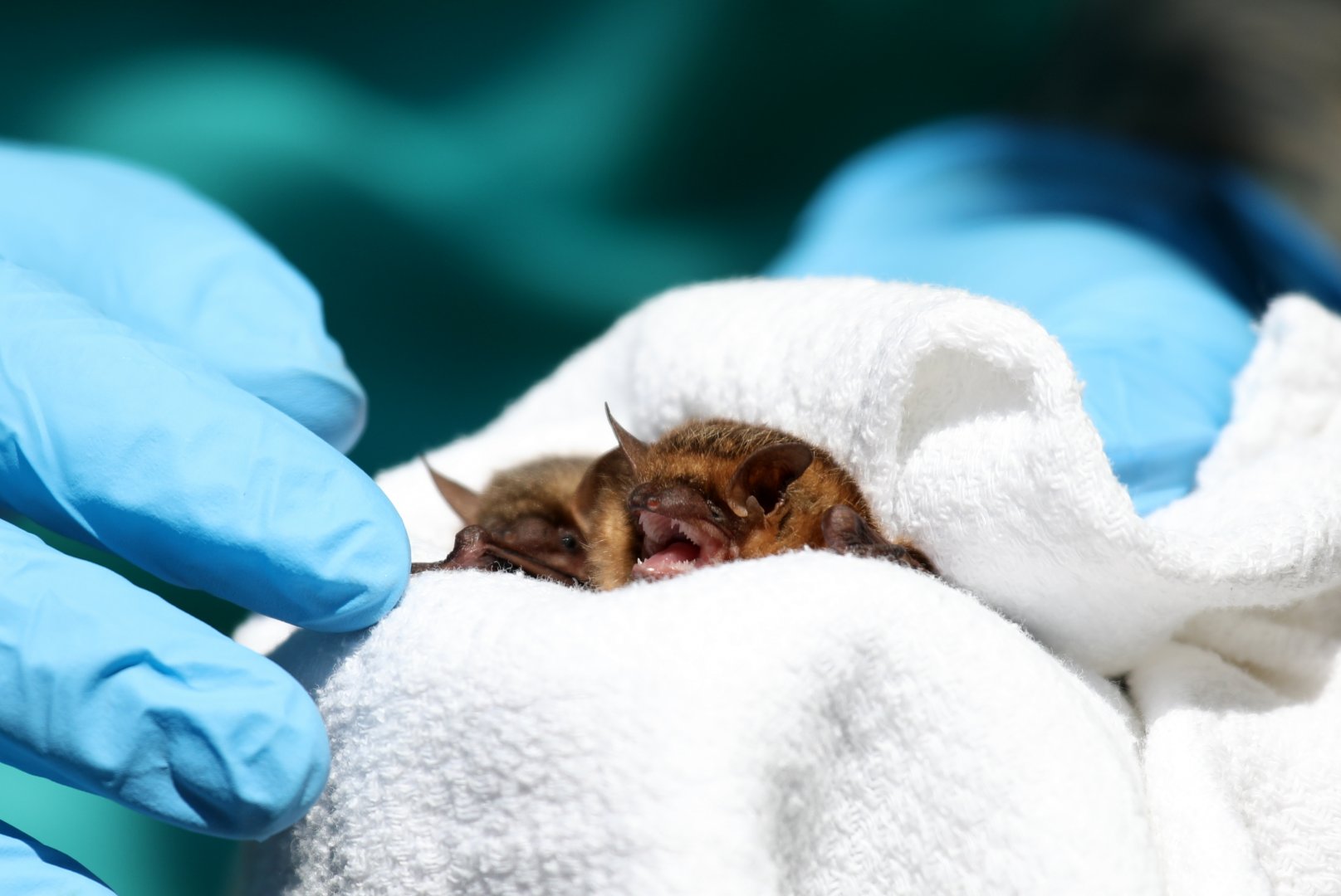 tricolored bat (Perimyotis subflavus)