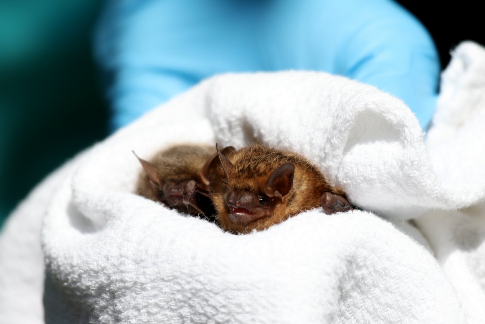 tricolored bat (Perimyotis subflavus)