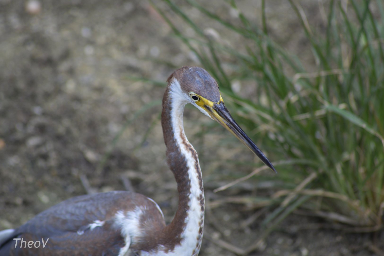 Tricolored heron [2017]
