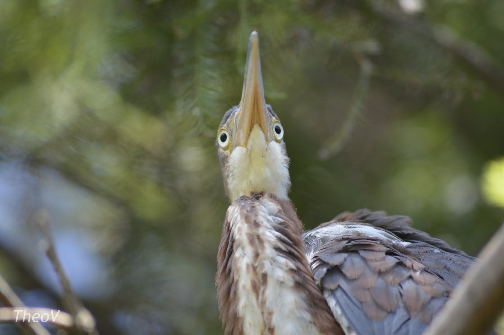 Tricolored heron [2017]
