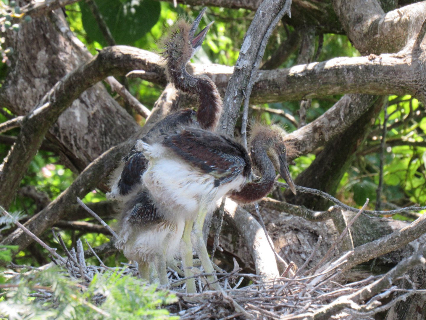 Tricolored Heron Chicks (Egretta tricolor)