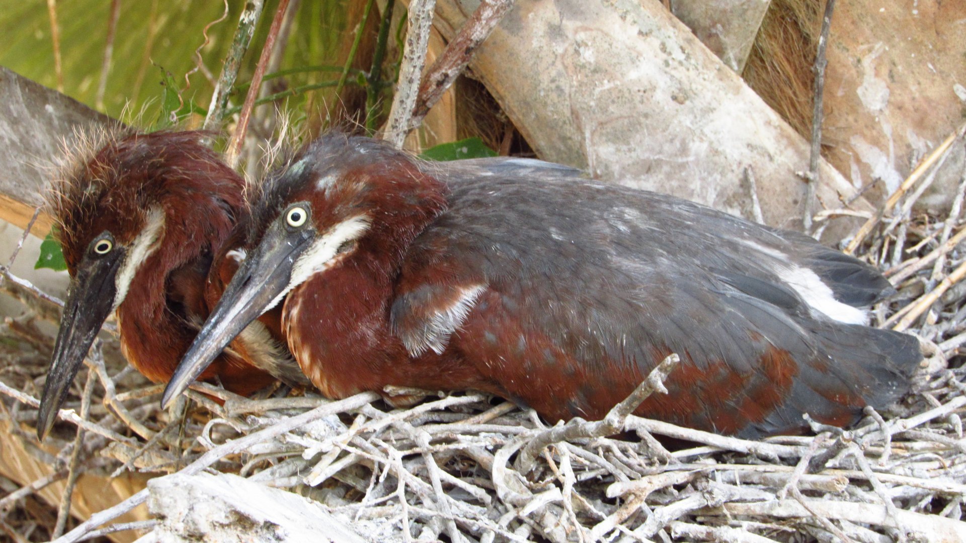 Tricolored Heron Chicks