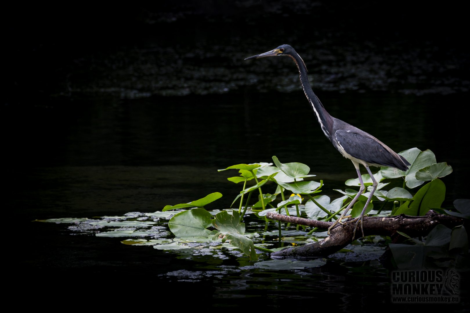 Tricolored Heron (egretta tricolor) 05/22