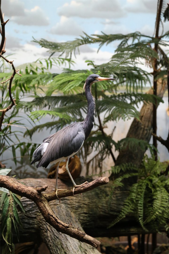 Tricolored Heron (Egretta tricolor), June 2015