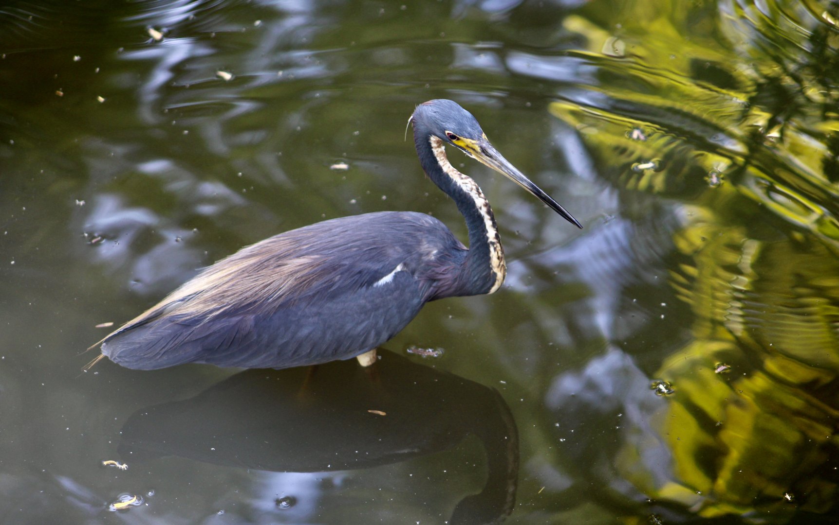 Tricolored Heron (Egretta tricolor) - wild