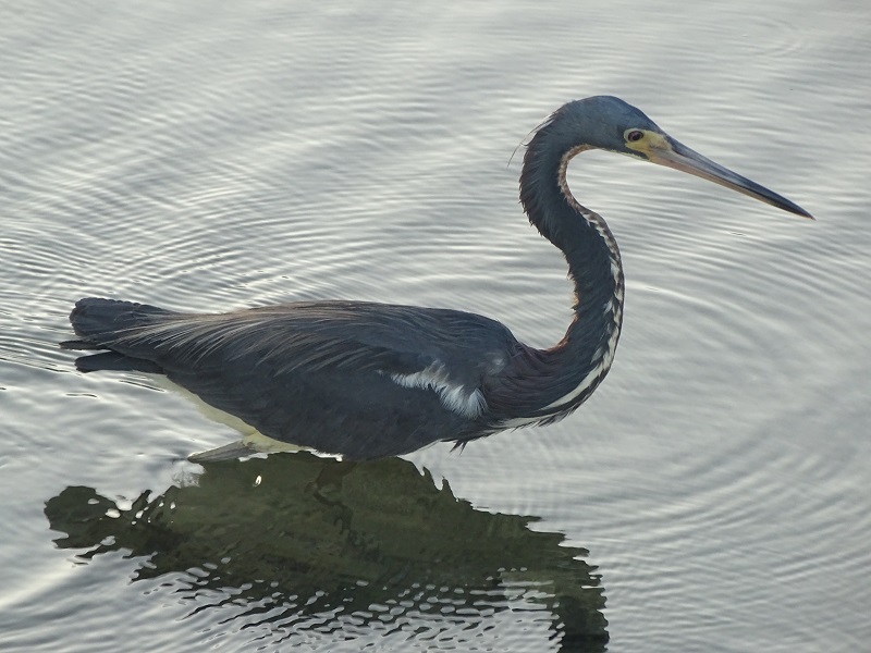Tricolored heron (Egretta tricolor)