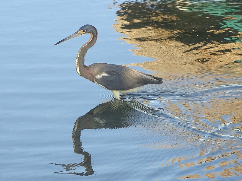 Tricolored heron (Egretta tricolor)