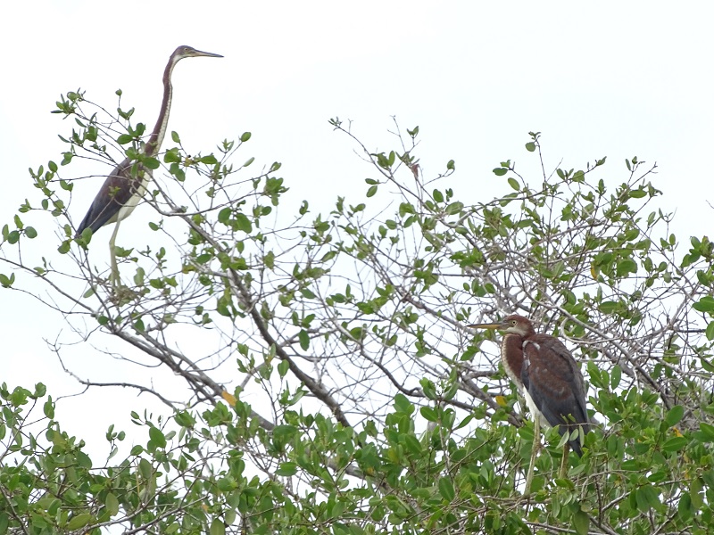 Tricolored heron (Egretta tricolor)