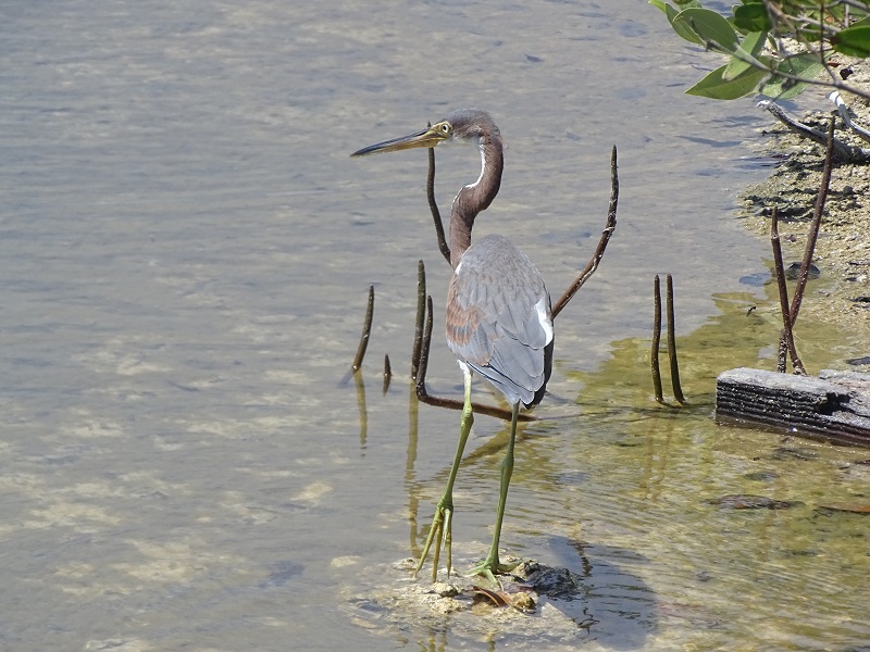 Tricolored heron (Egretta tricolor)