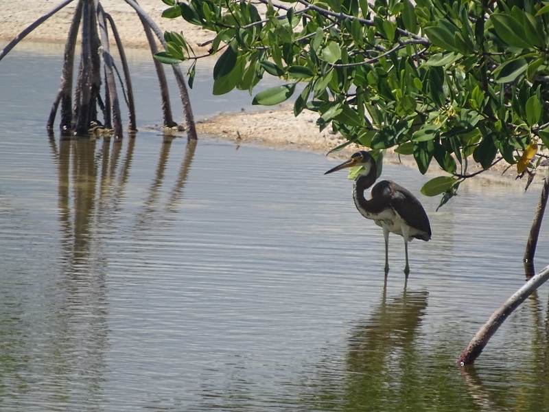 Tricolored heron (Egretta tricolor)