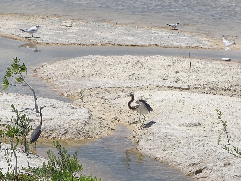 Tricolored heron, sandwich tern and least tern