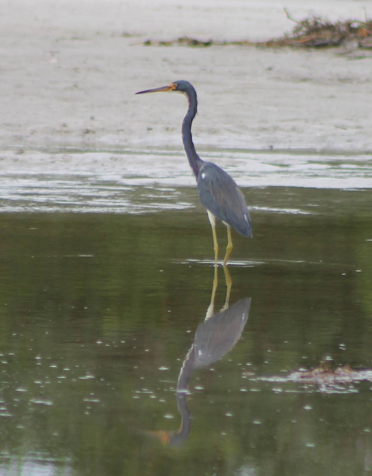 Tricolored heron
