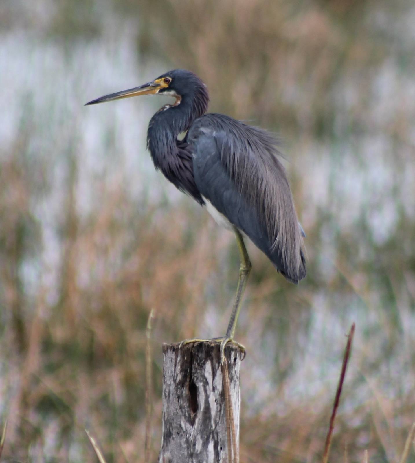 Tricolored heron