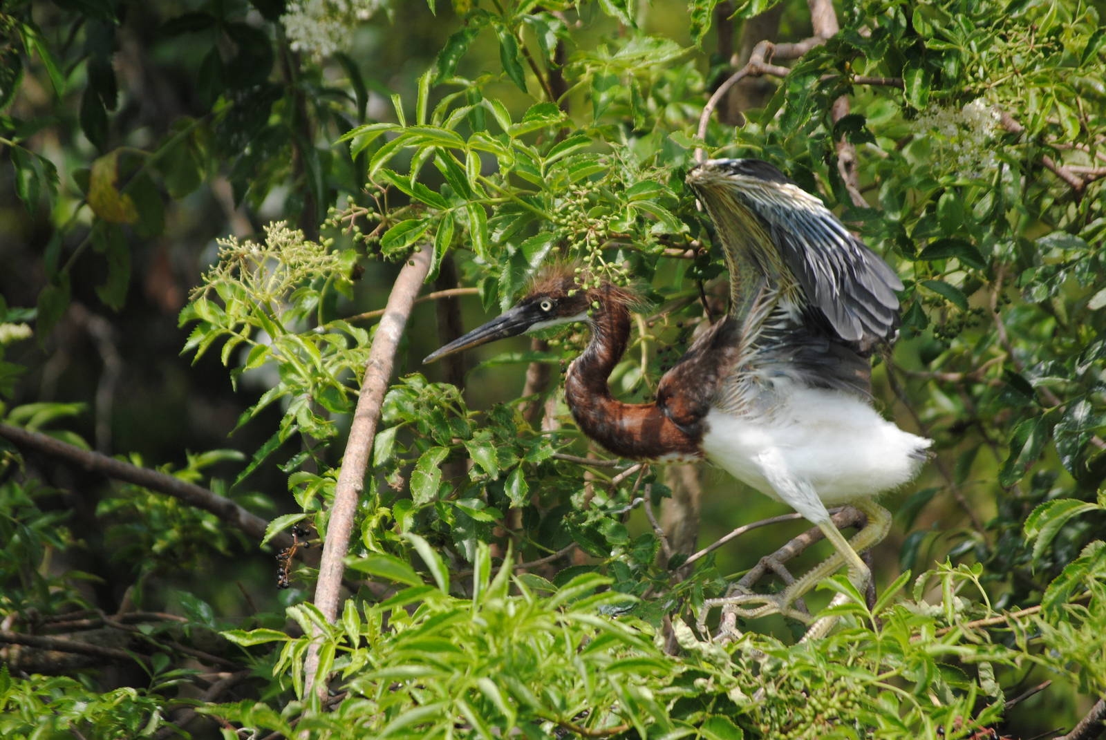 Tricolored Heron