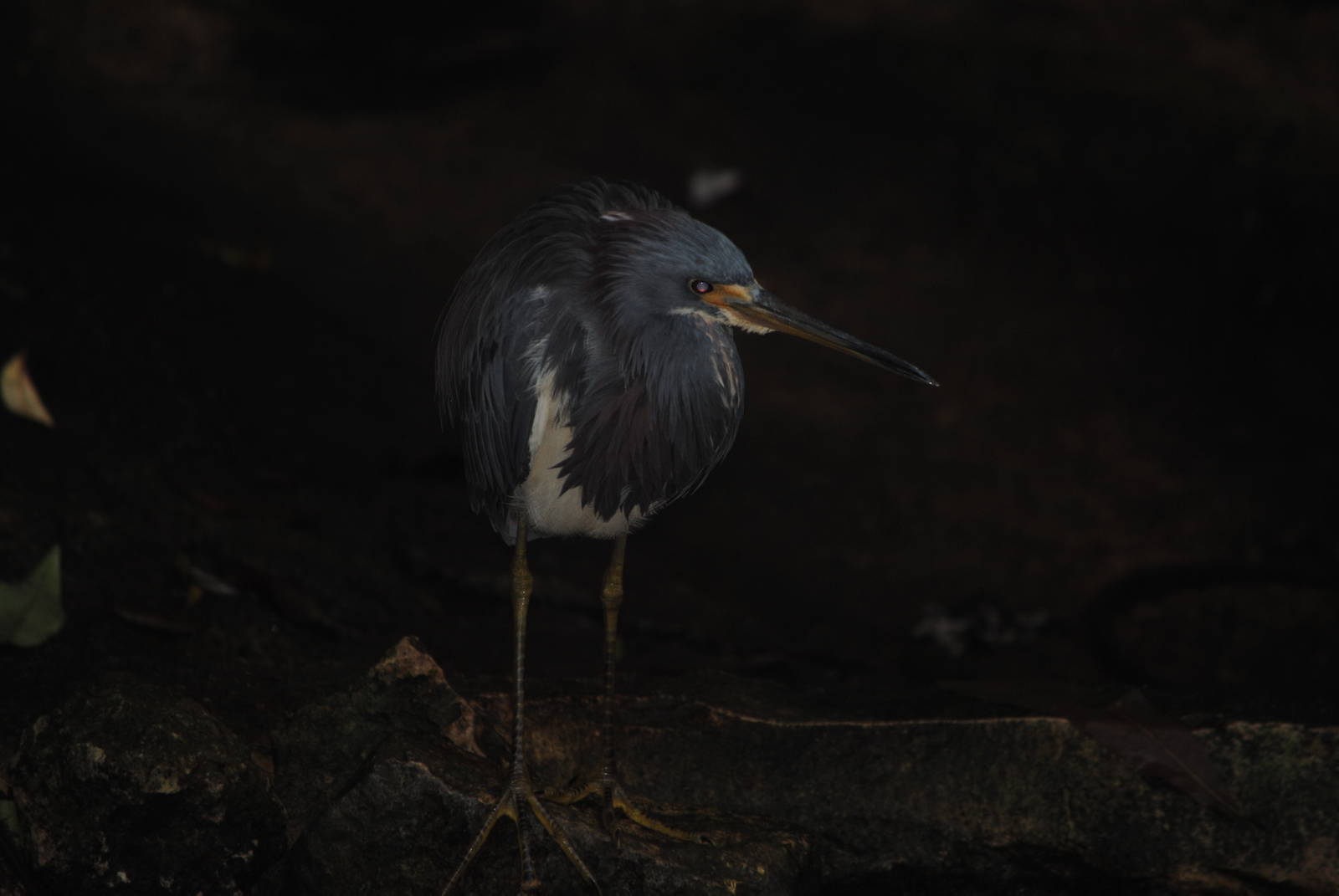 Tricolored Heron