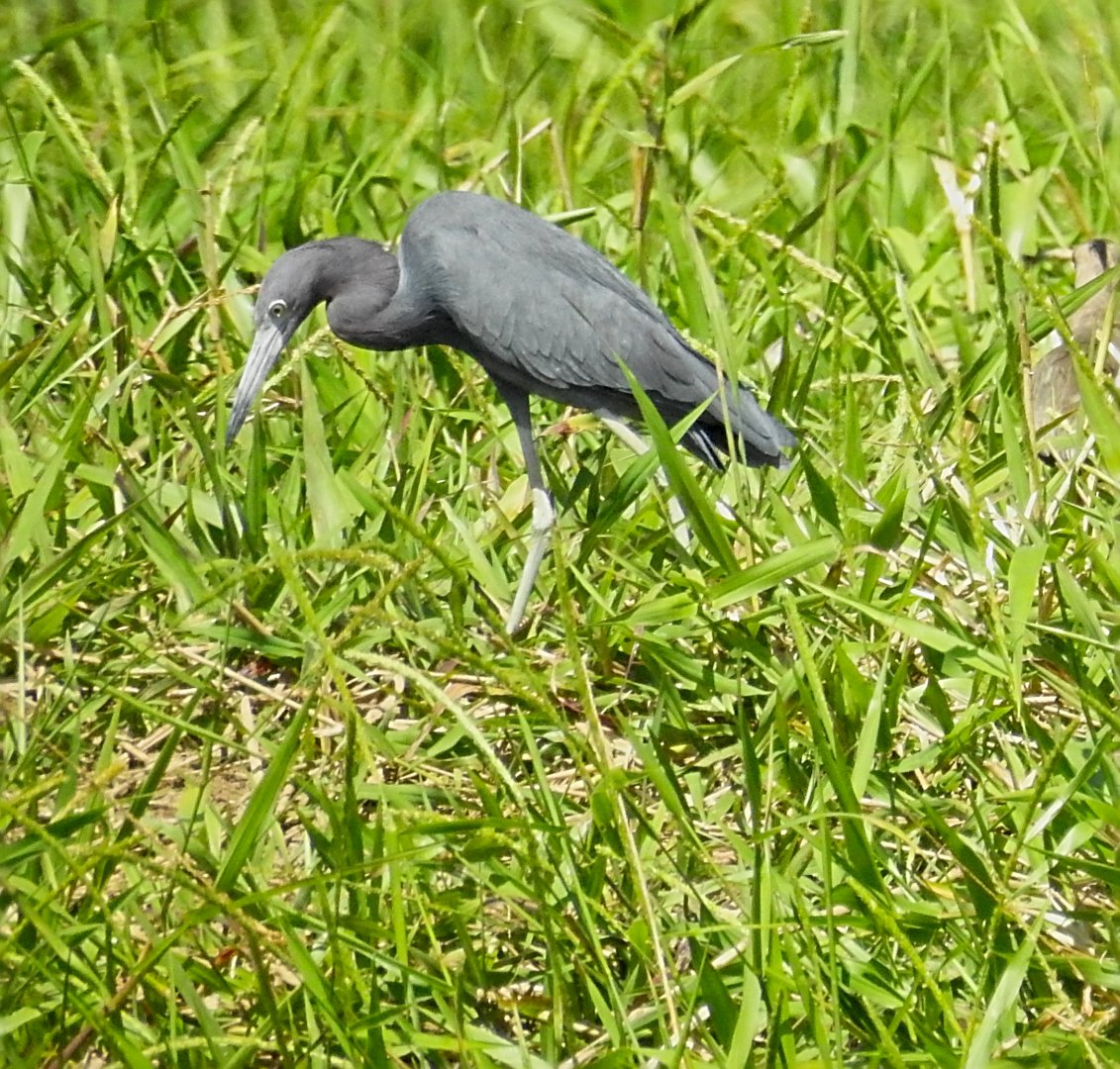 Tricolored Heron