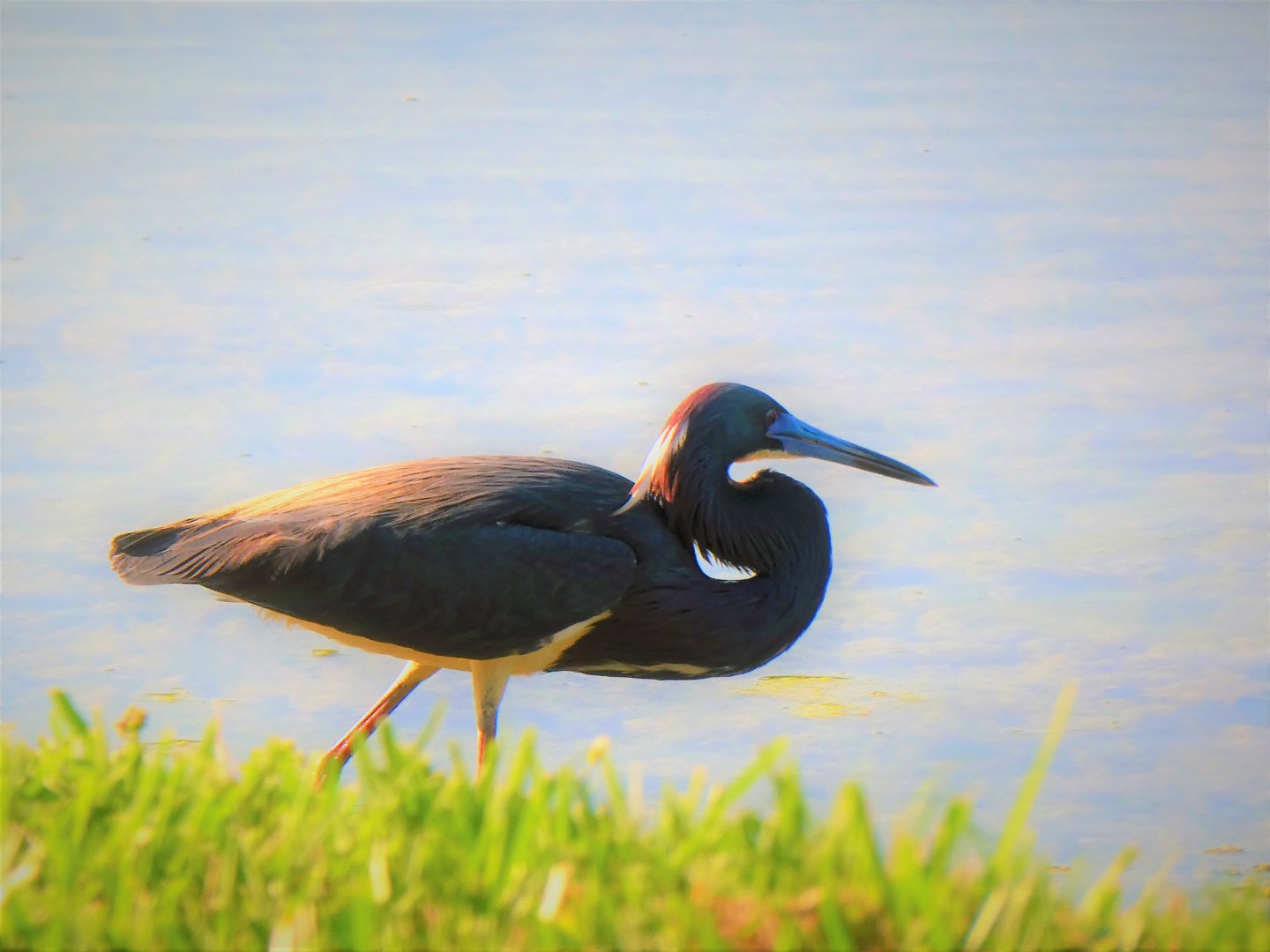 Tricolored Heron