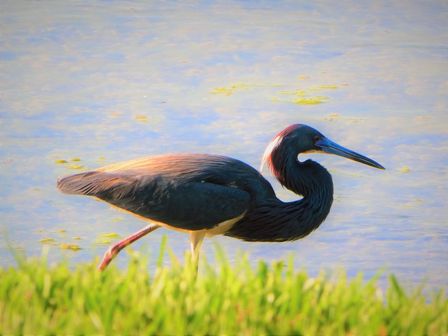 Tricolored Heron