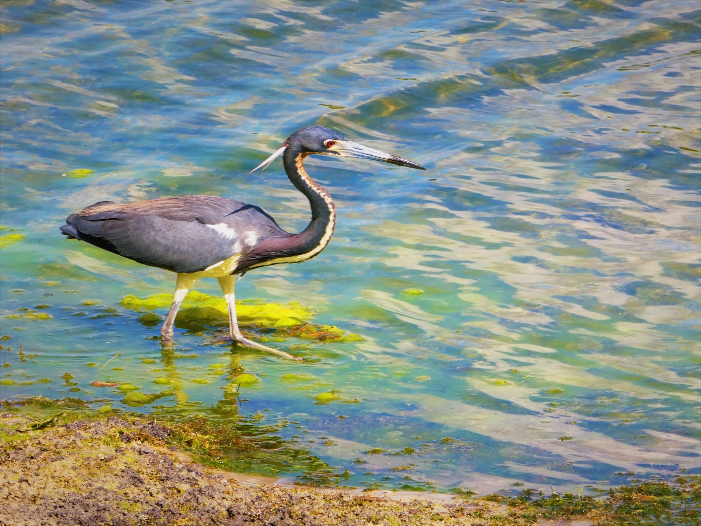Tricolored Heron