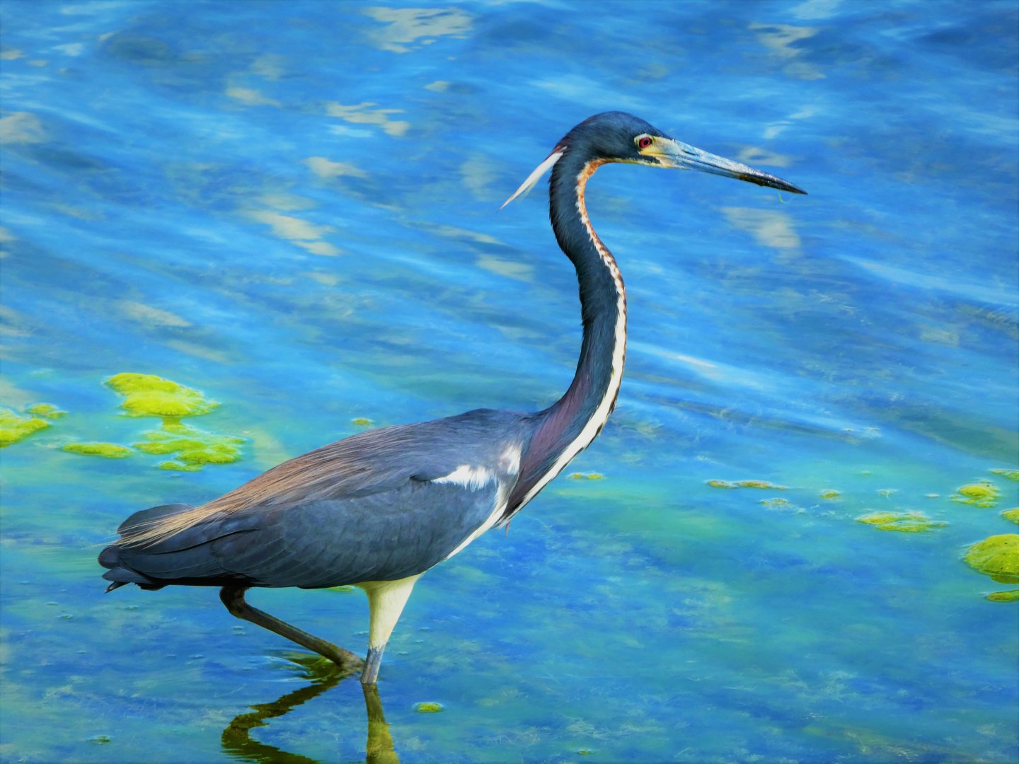 Tricolored Heron