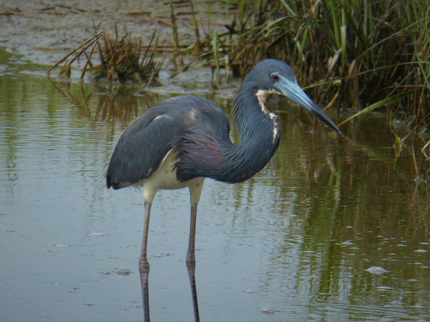 Tricolored Heron