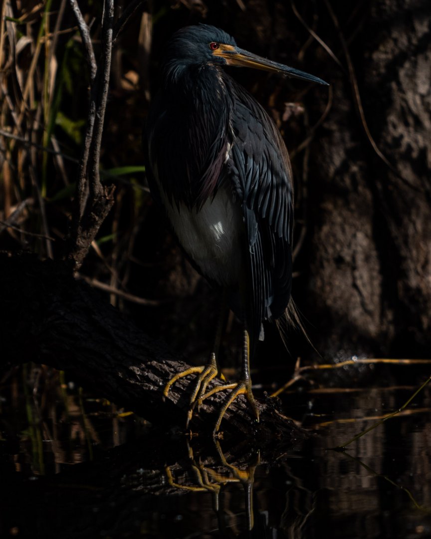 Tricolored heron