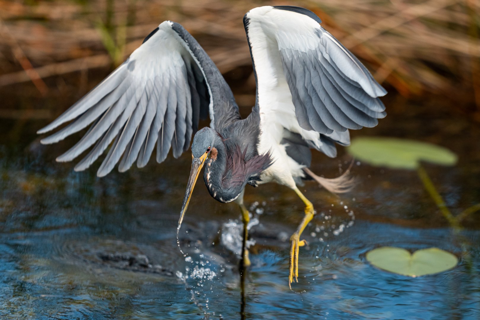 Tricolored heron
