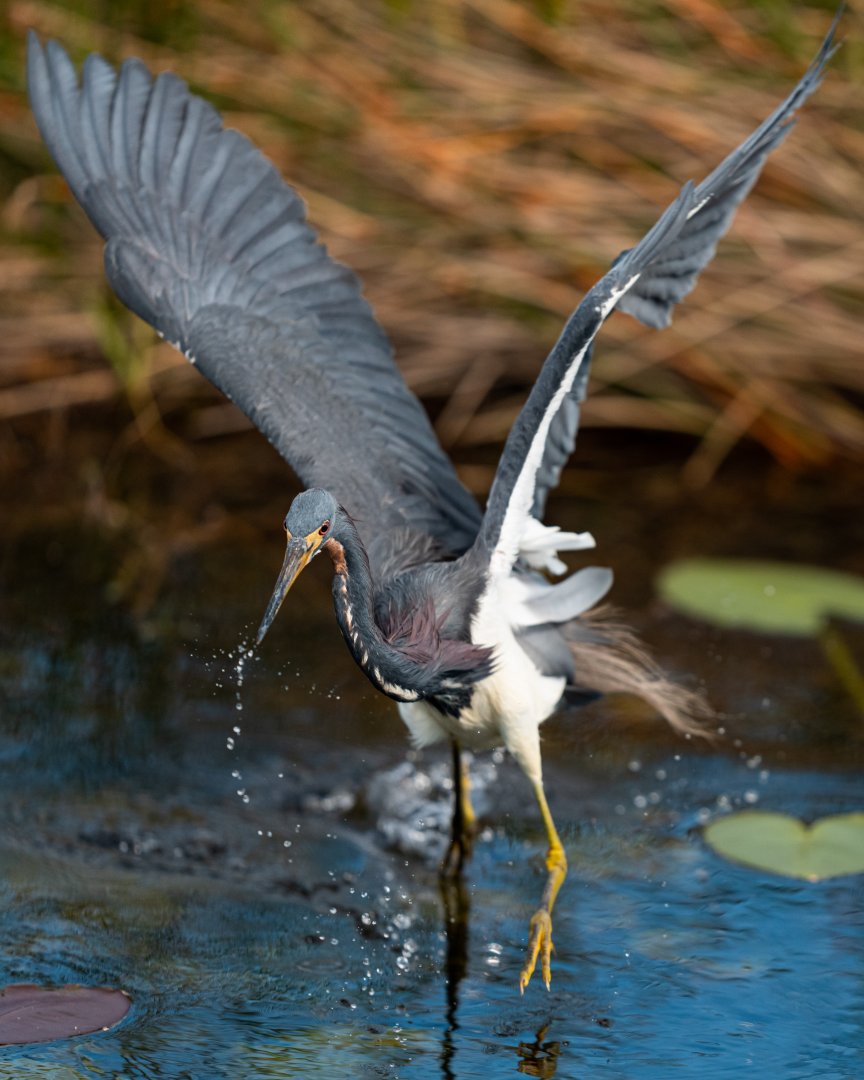 Tricolored heron