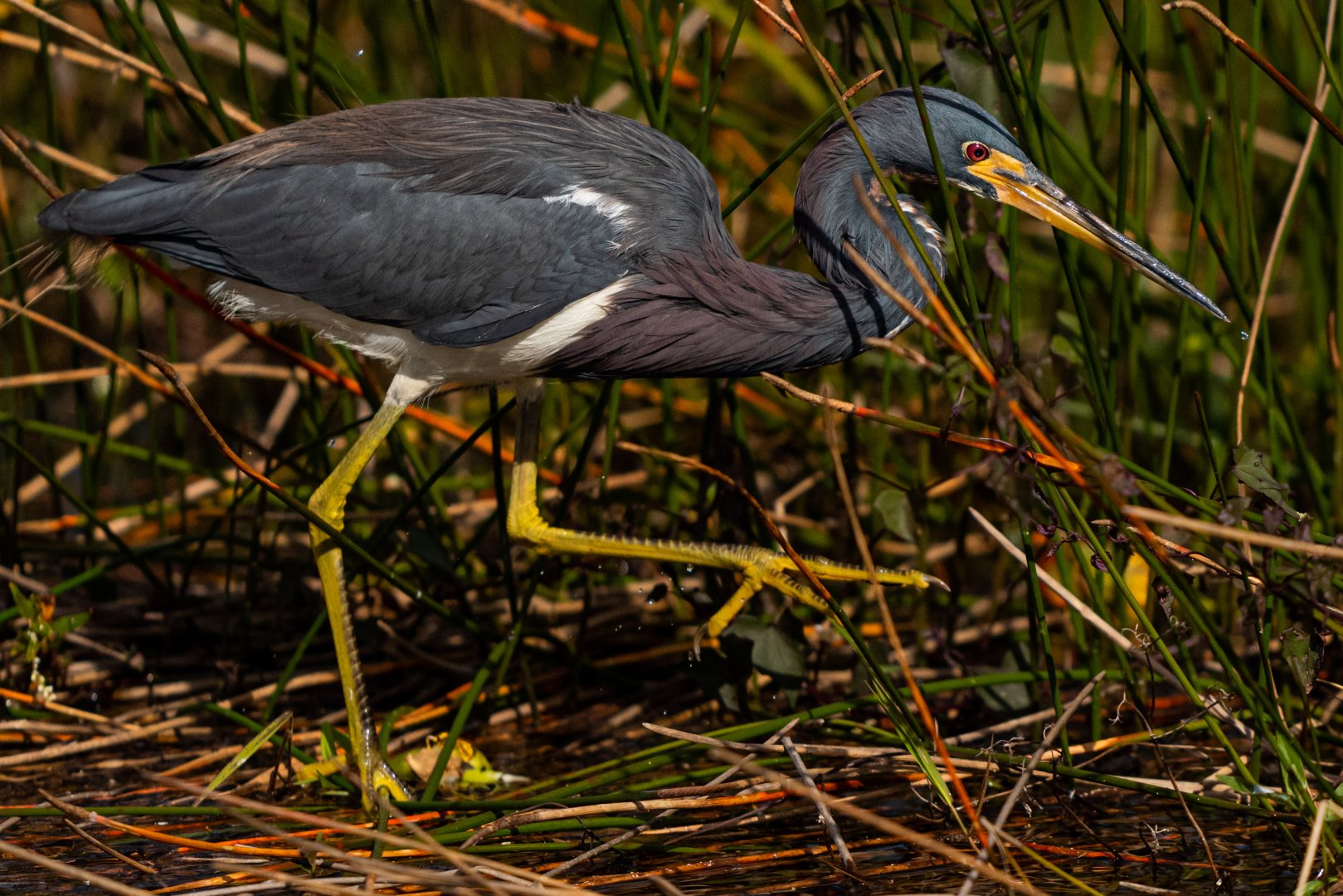 Tricolored heron