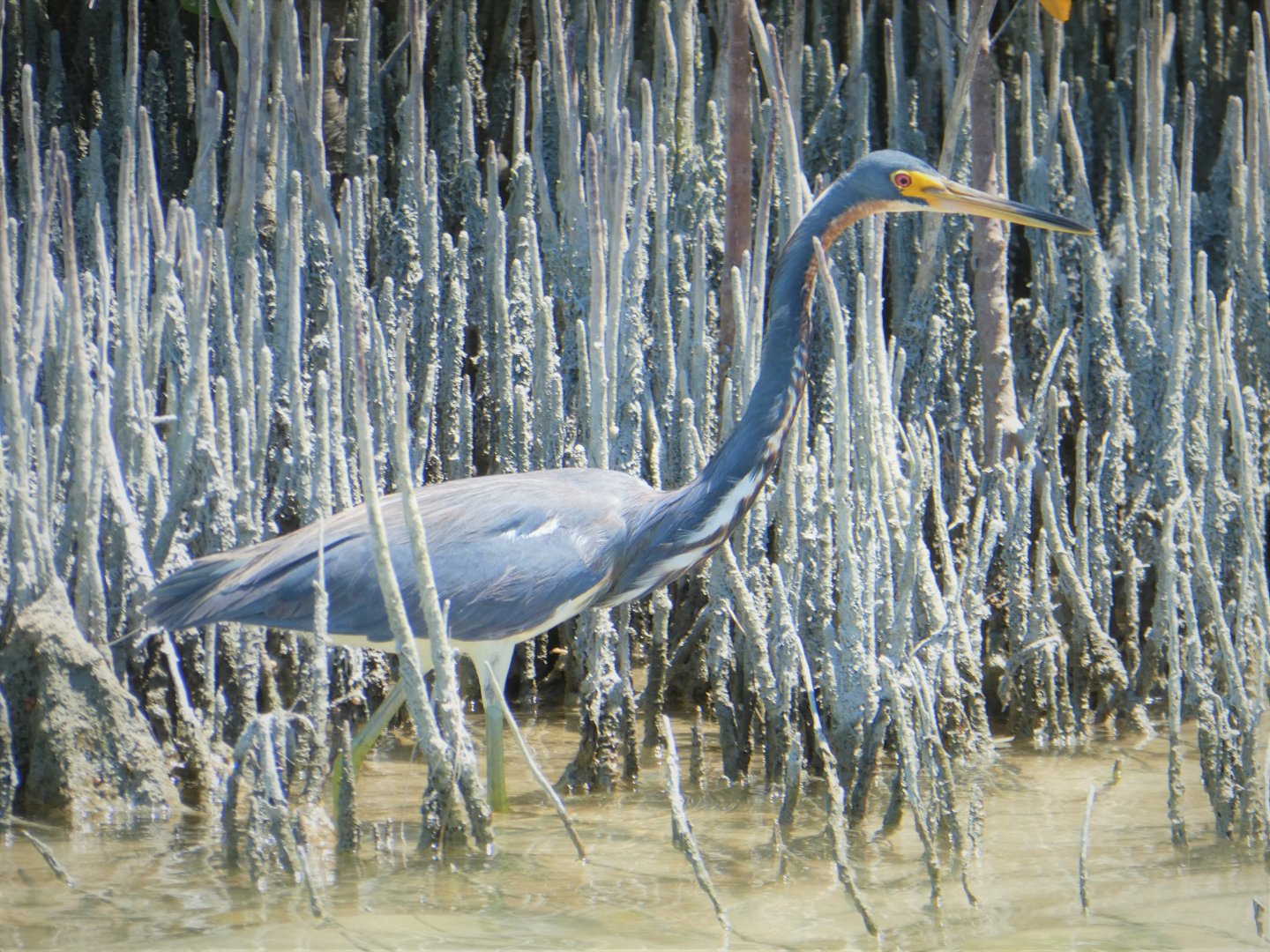 Tricolored Heron