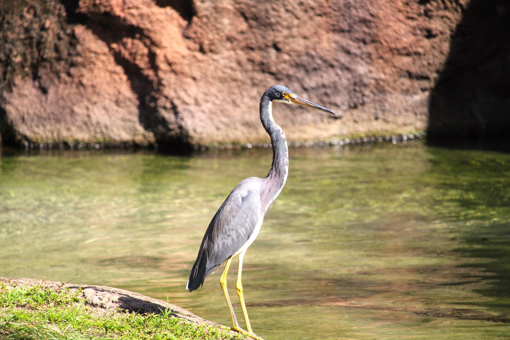 Tricolored Heron