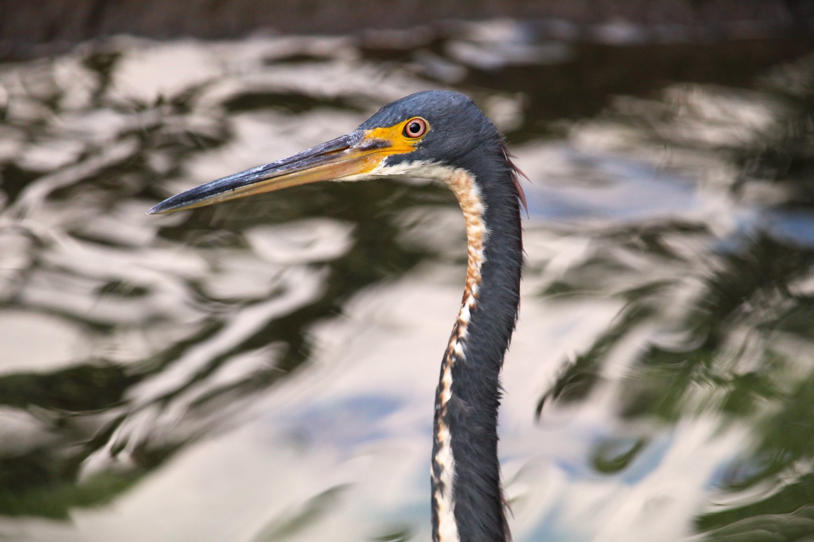 Tricolored Heron