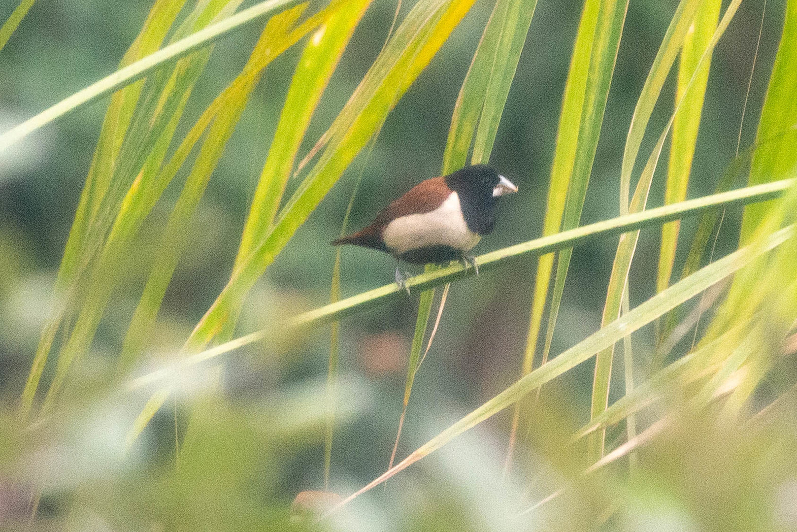 Tricolored Munia- Lonchura malacca