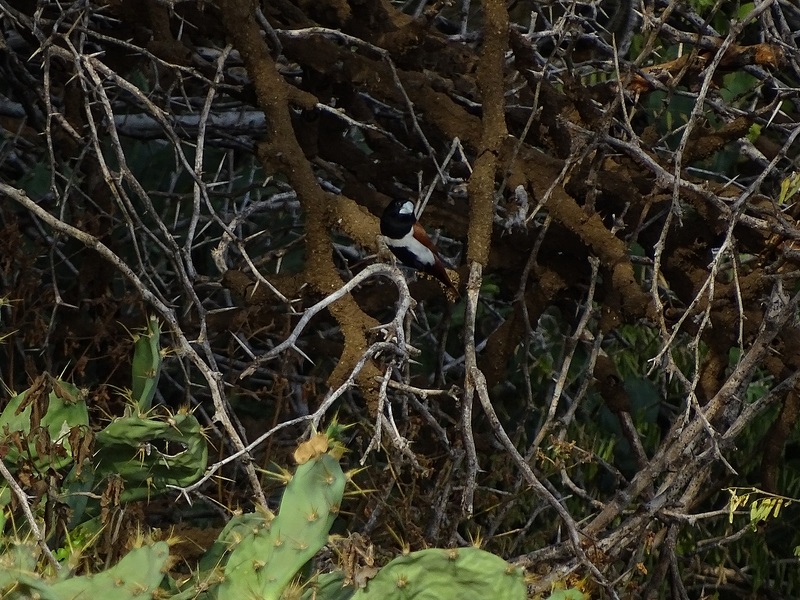 Tricolored Munia