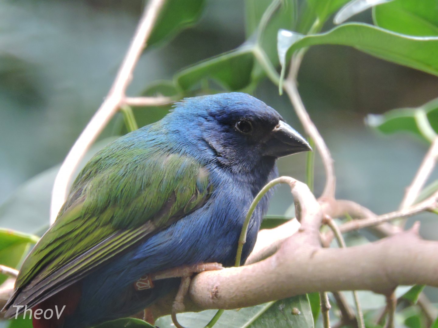 Tricolored parrotfinch [2017]