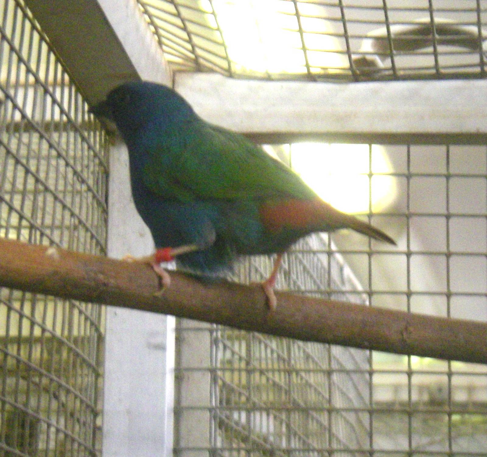 Tricolored Parrotfinch (Erythrura tricolor)