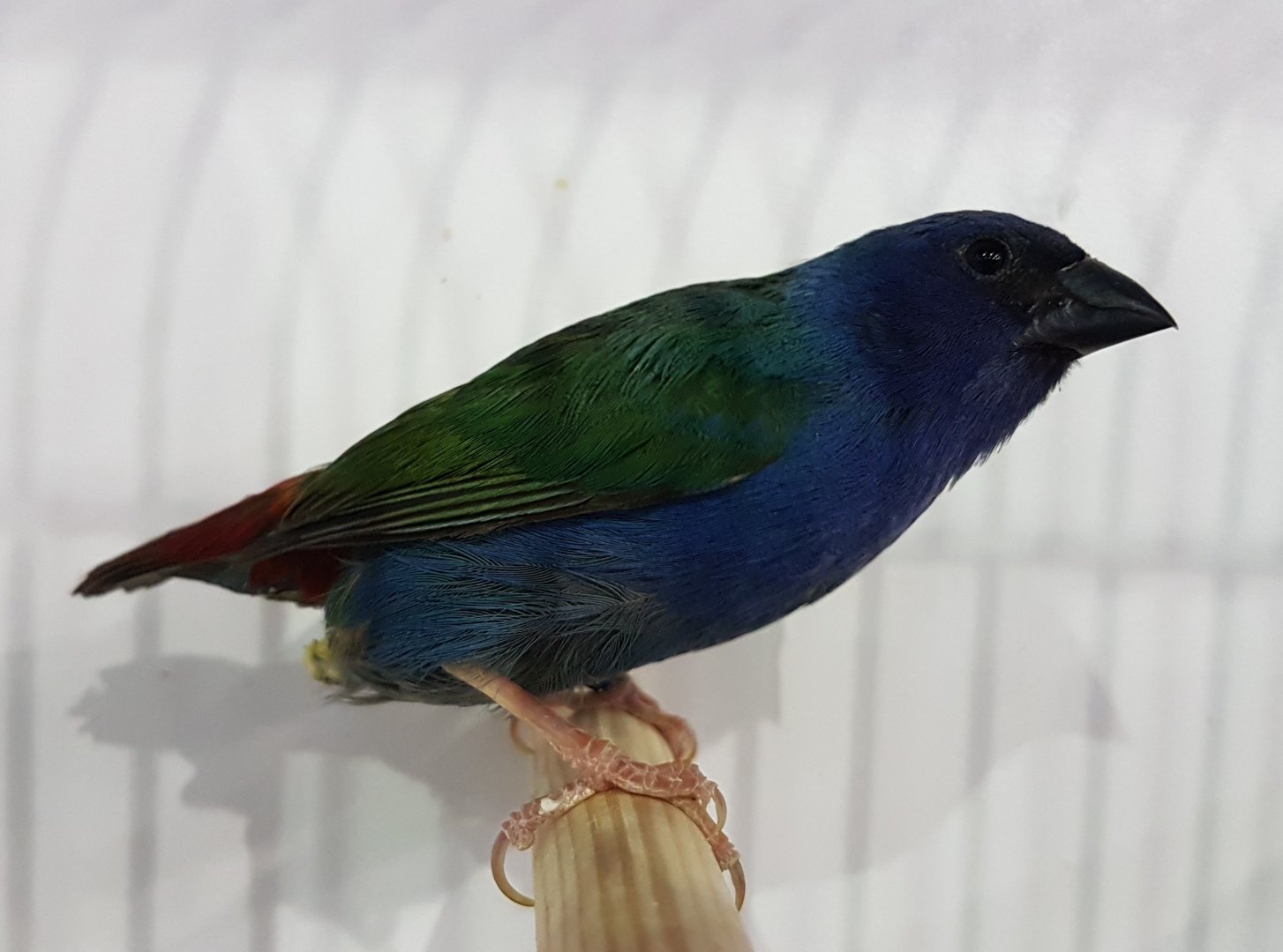 Tricolored parrotfinch - Erythrura tricolor