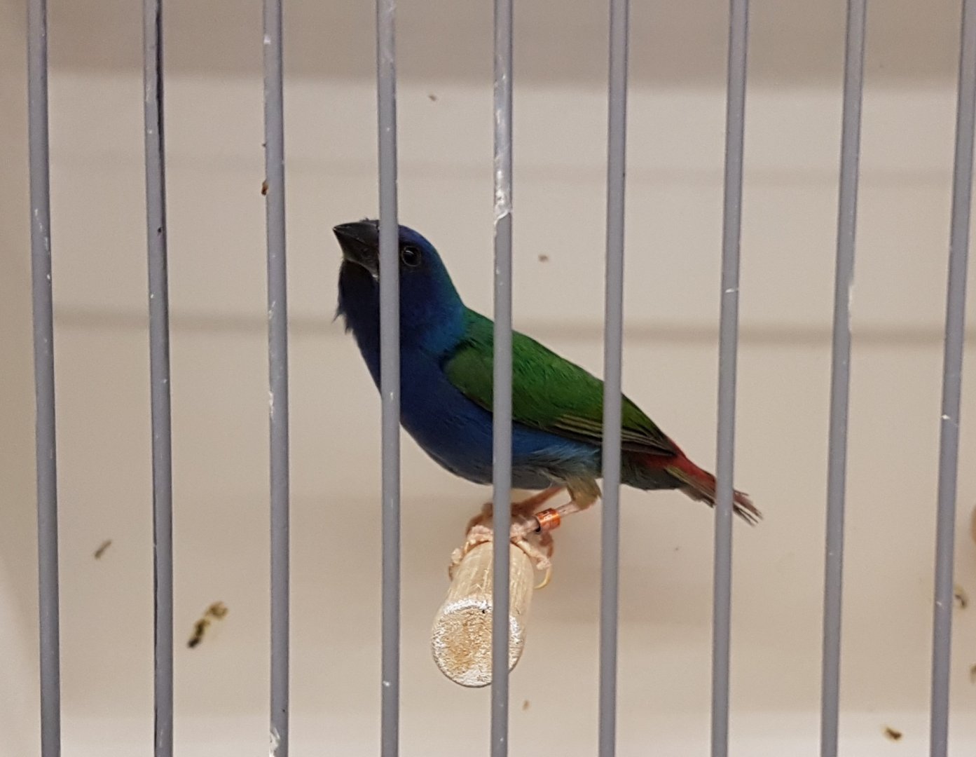 Tricolored parrotfinch