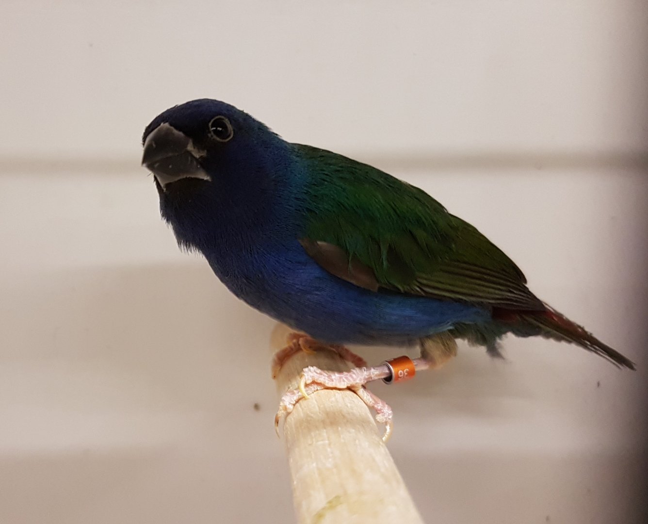 Tricolored parrotfinch