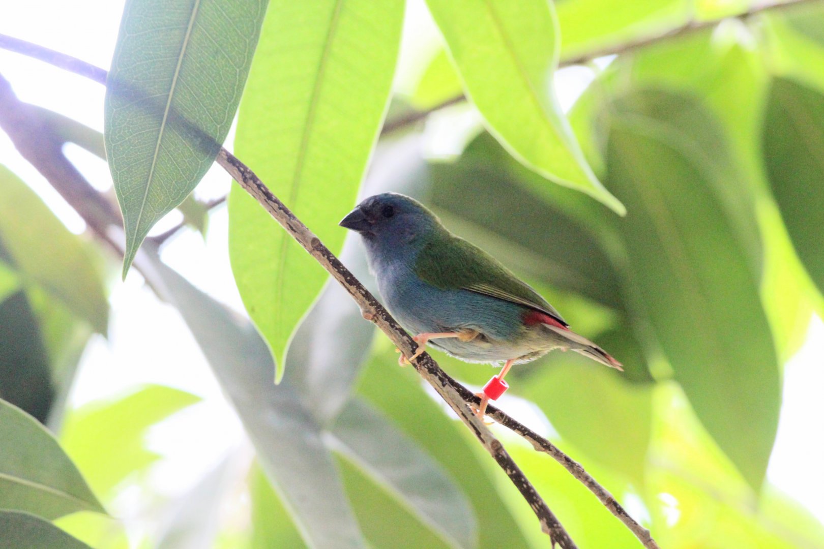 Tricolored Parrotfinch
