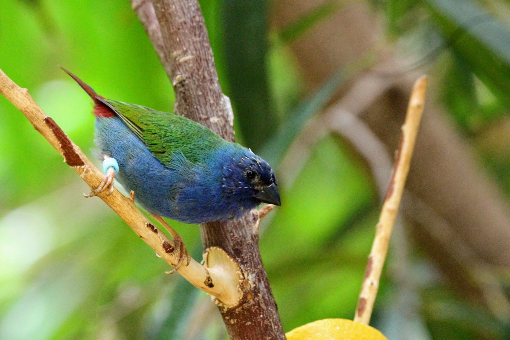 Tricolored Parrotfinch