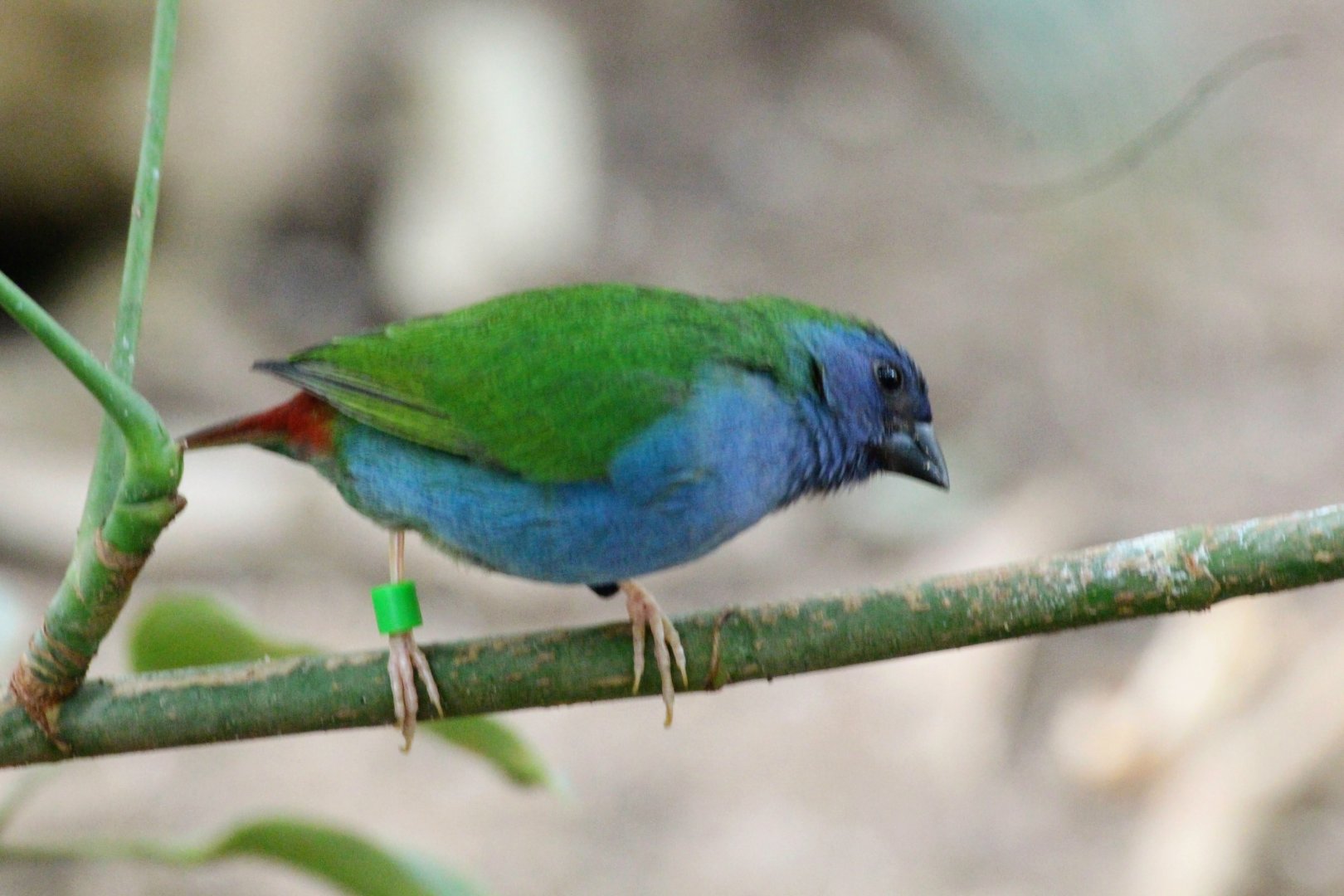 Tricolored Parrotfinch